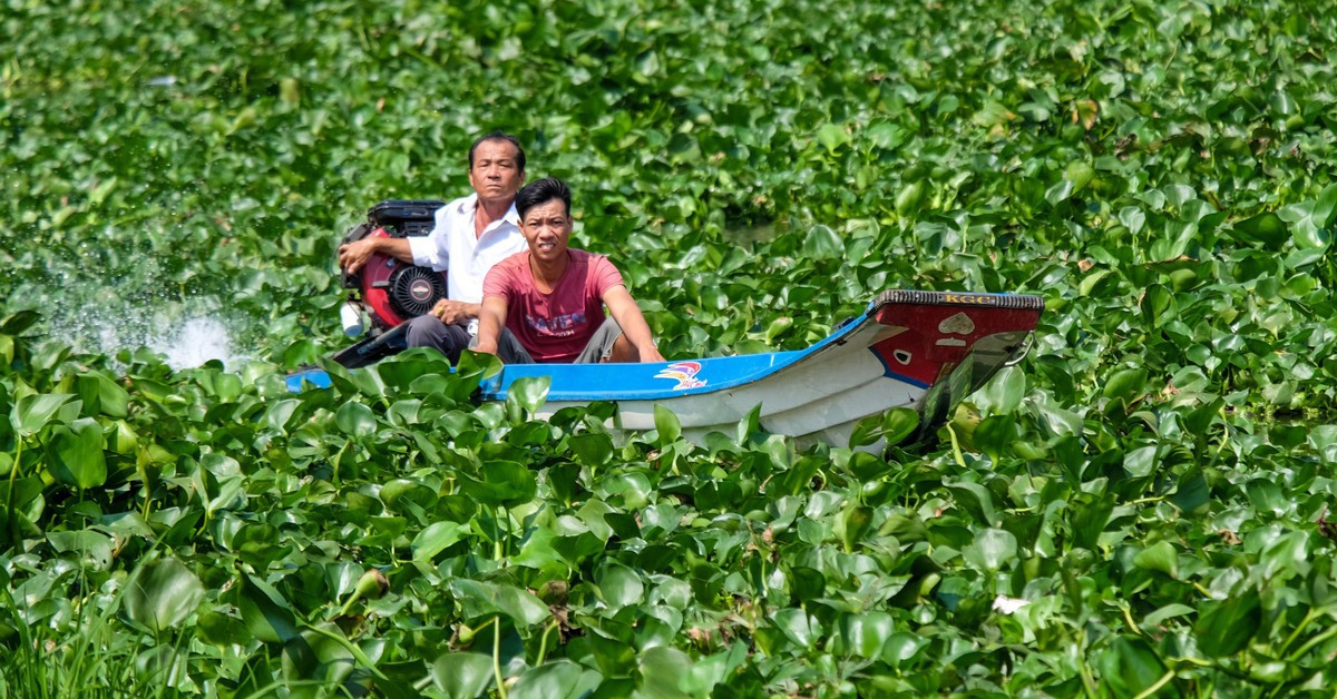 Vật lộn với lục bình trên sông Vàm Cỏ Đông