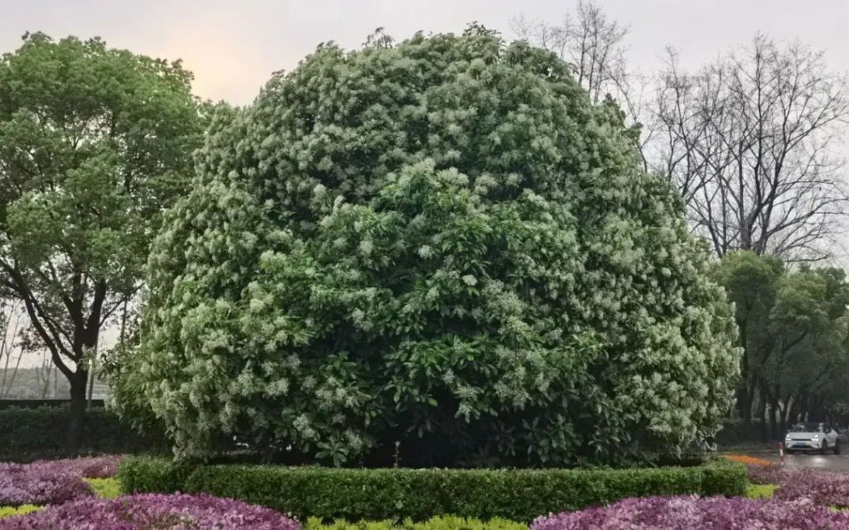 Sinh viên phàn nàn mùi hoa, nhà trường đề nghị 'hãy tha thứ cho mùi hương'