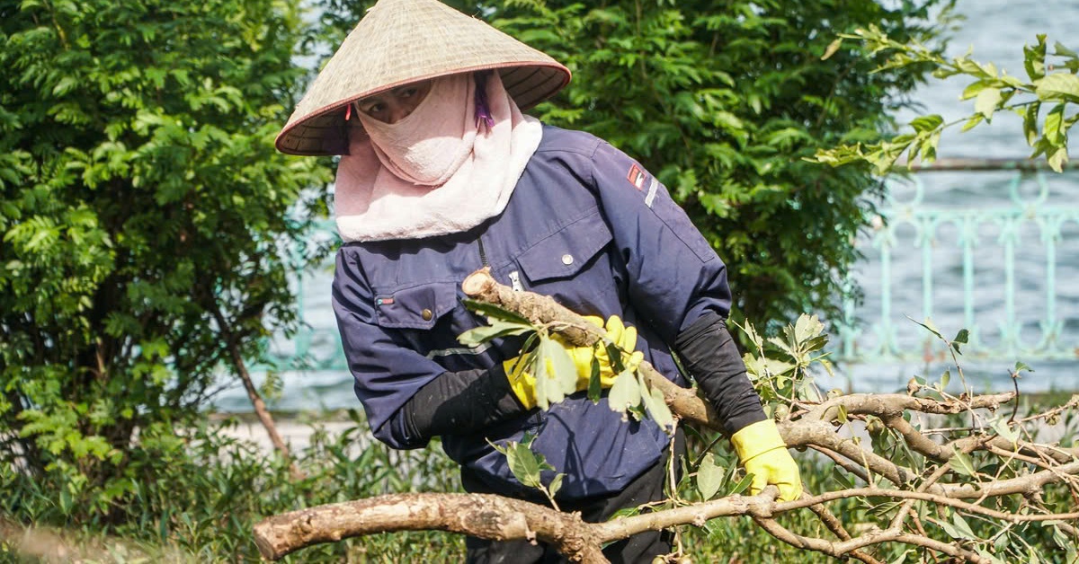 Hà Nội dự kiến sẽ chặt hạ, dịch chuyển 98 cây xanh để thi công con đường 'đắt nhất hành tinh'