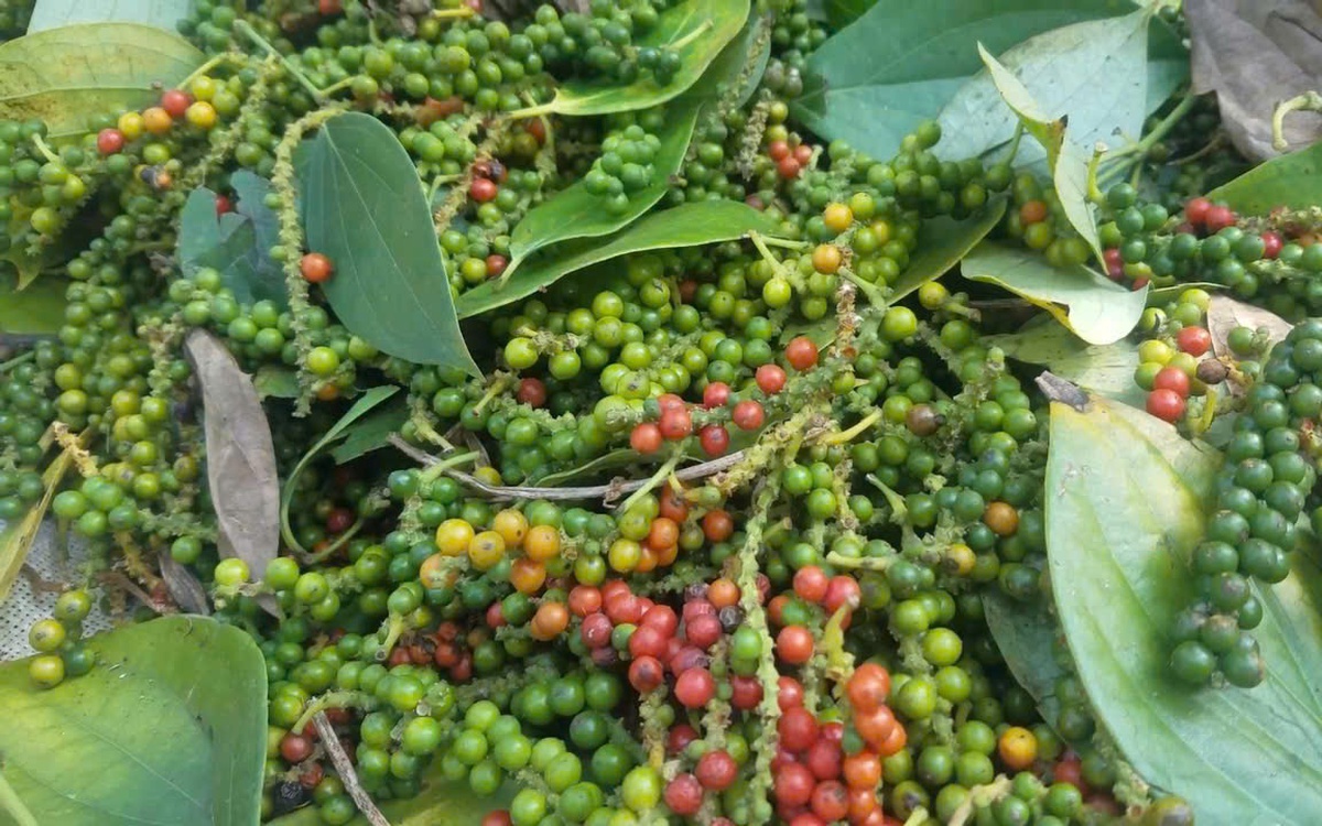 Giá hồ tiêu bật tăng liên tiếp sau thông tin tích cực từ thị trường Mỹ