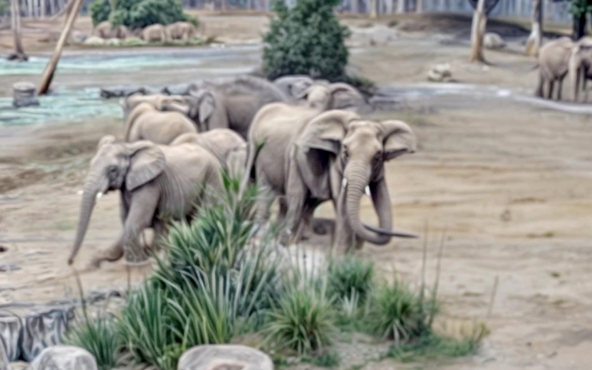 Đàn voi tạo vòng tròn bảo vệ voi con trong động đất 5,2 độ tại California