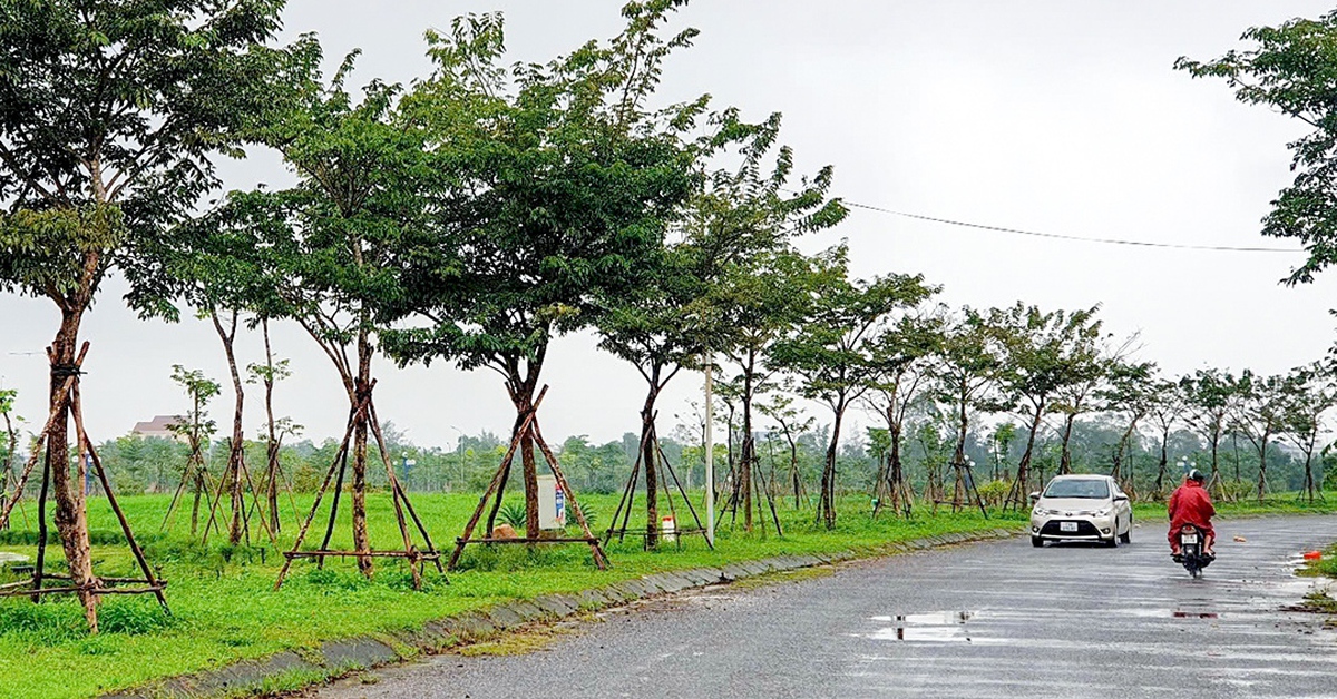 Khai trừ Đảng 9 giám đốc ban quản lý liên quan đến đại án cây xanh Công Minh