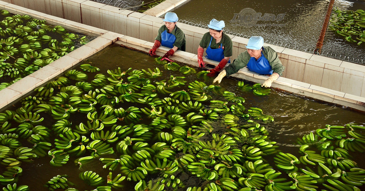 Cận cảnh vườn chuối triệu đô 'vua chuối' Út Huy ở Tây Ninh sắp bị thi hành án