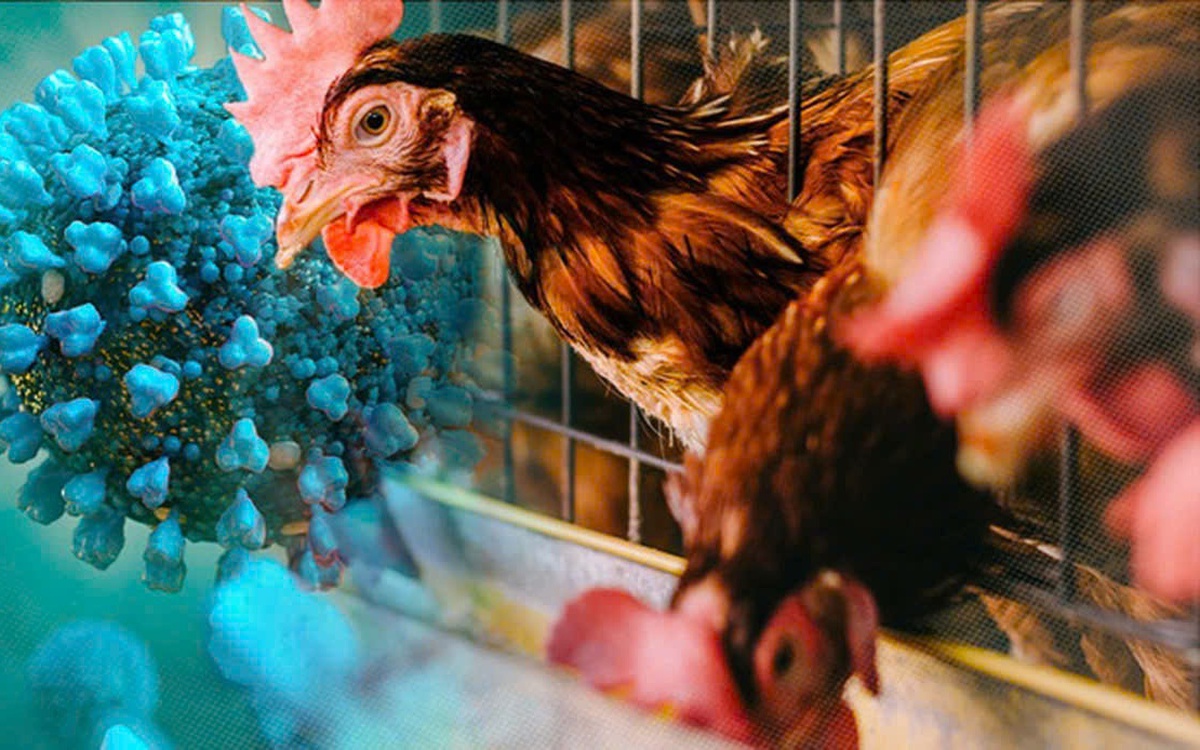 TP.HCM phát hiện ca viêm não do vi rút cúm gia cầm H5N1 hiếm gặp