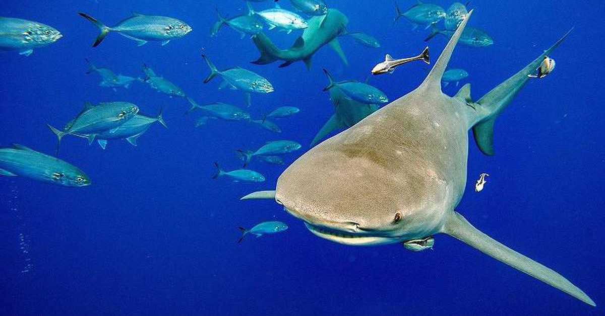 Cá mập 'kêu cứu' bằng âm thanh lạ