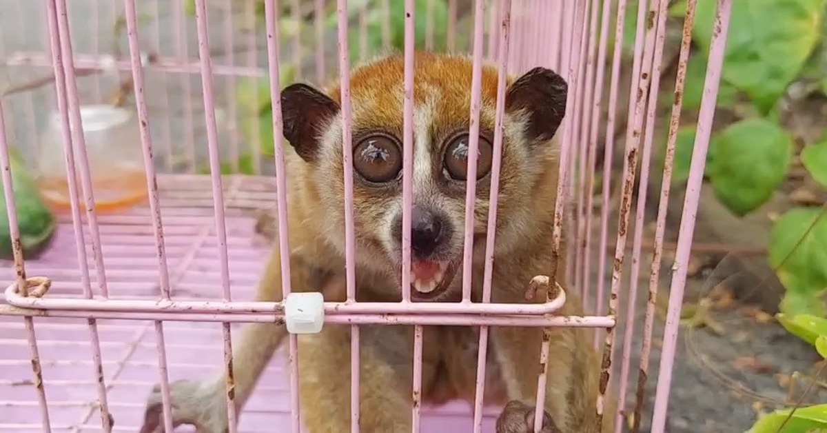 Thả cu li quý hiếm bắt được ở Thủ Đức cùng 23 động vật hoang dã về vườn quốc gia