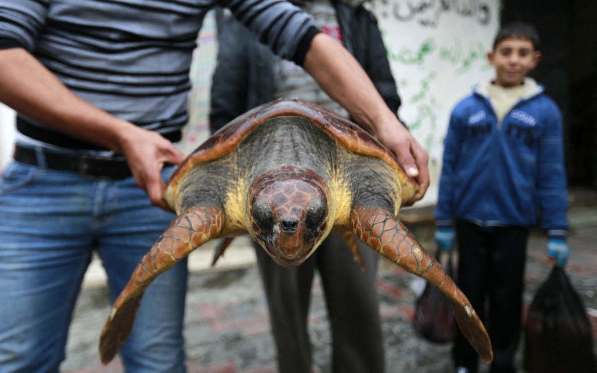 Người dân ở Dải Gaza phải ăn rùa biển để sống