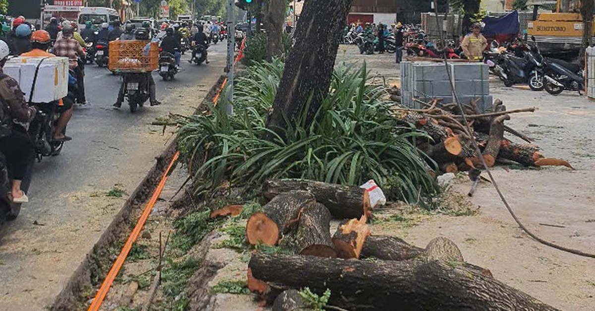 TP.HCM đã xử lý nghiêm nhiều nhà thầu thi công vỉa hè không đúng quy trình, ảnh hưởng cây xanh