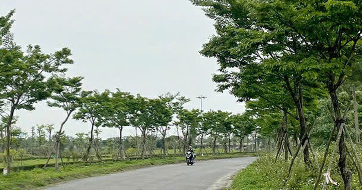 Quảng Bình đã khởi tố 22 bị can liên quan đến Công ty cây xanh Công Minh