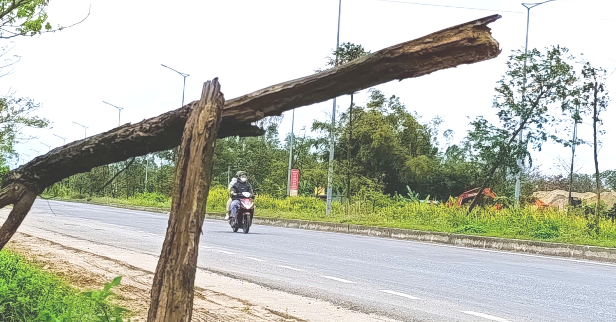 Cây xanh chết khô, trụi lá trên đường 500 tỉ ở Đà Nẵng: Chính quyền nói khắc phục trong tháng 4