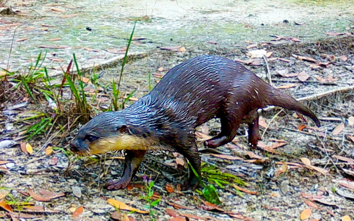 Phát hiện rái cá vuốt bé ở Vườn quốc gia Phú Quốc