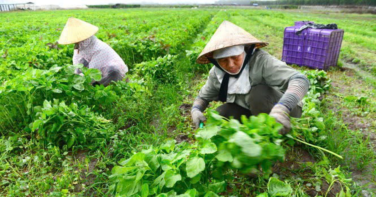 Nông sản Việt: Bao giờ được cởi trói khỏi giá phân bón