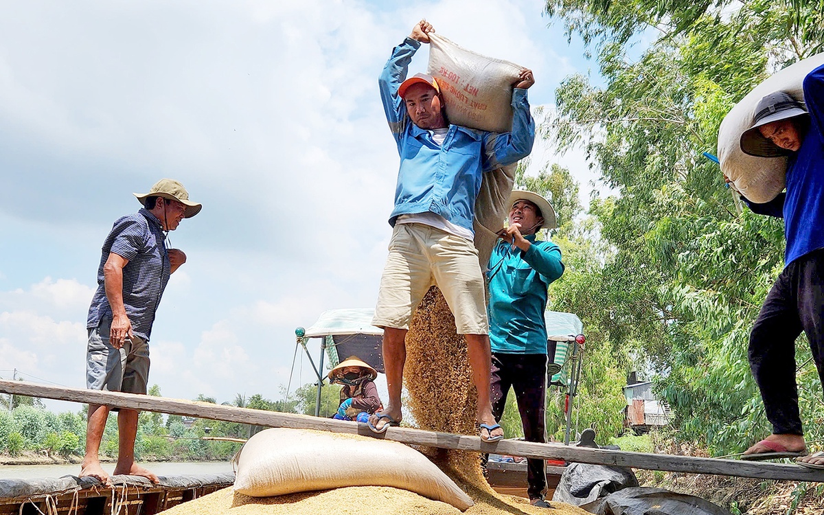 Giá vật tư tăng, nông dân ĐBSCL lo lắng bước vào vụ hè thu