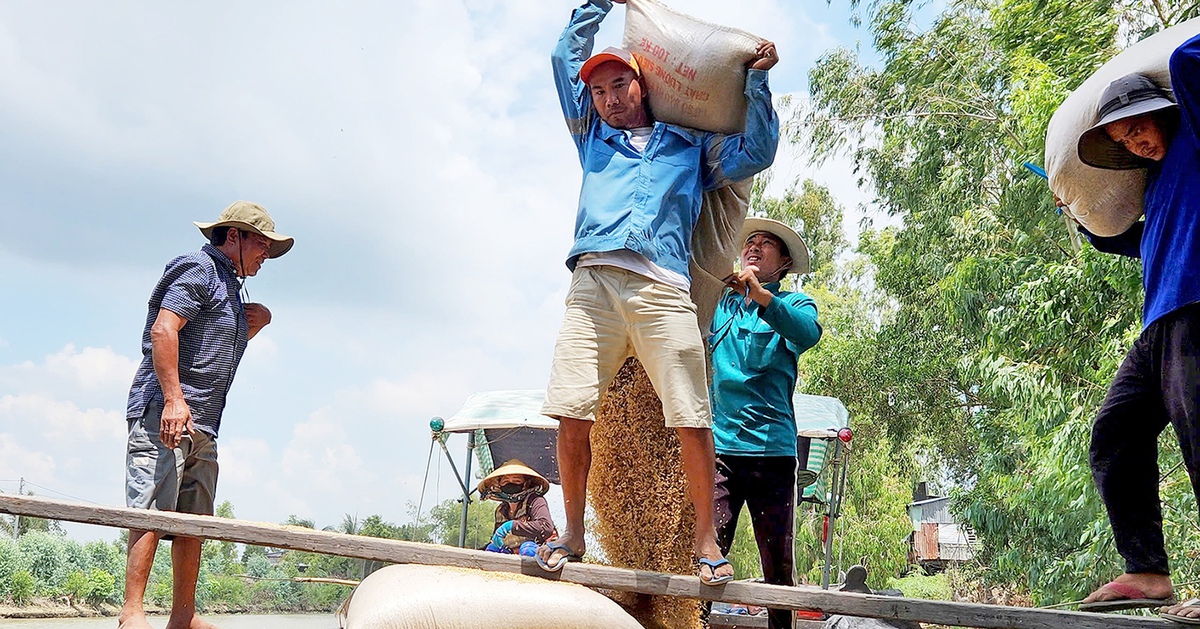 Giá vật tư tăng, nông dân ĐBSCL lo lắng bước vào vụ hè thu
