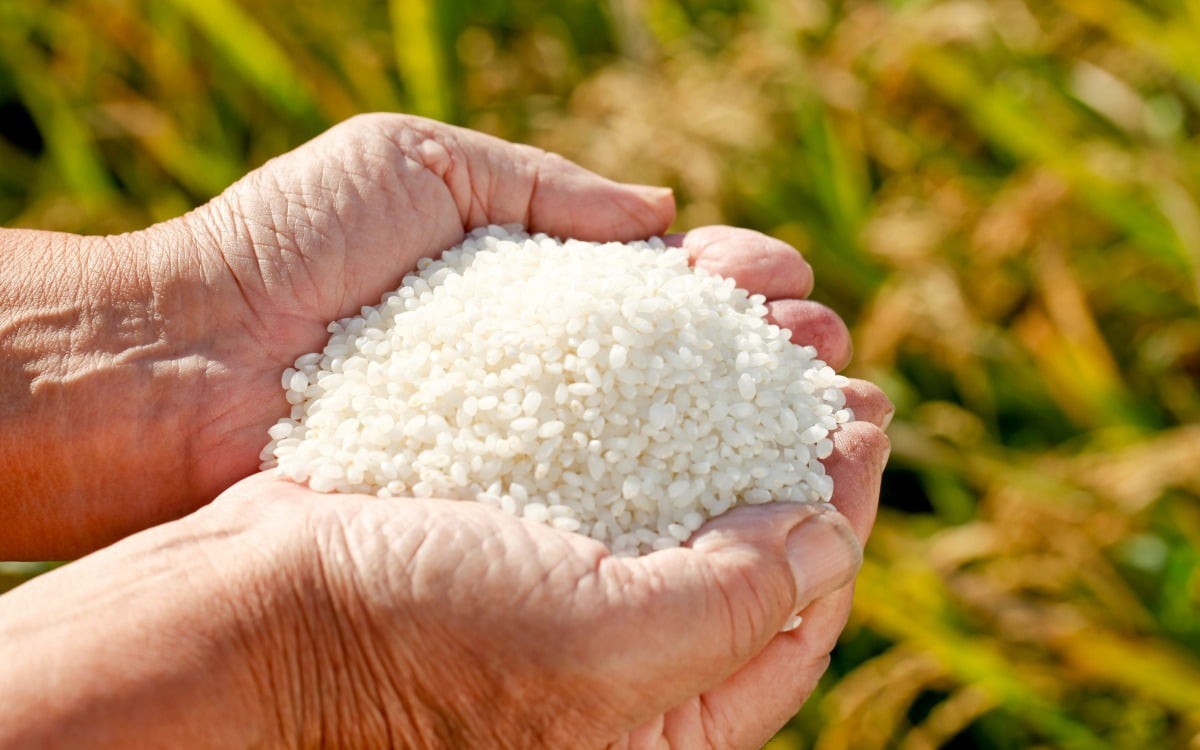 Giá gạo tăng vọt, người Nhật bay qua Hàn Quốc mua gạo