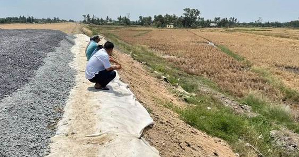 Lúa chết cạnh cao tốc Cần Thơ - Cà Mau, Phó thủ tướng yêu cầu bồi thường cho dân