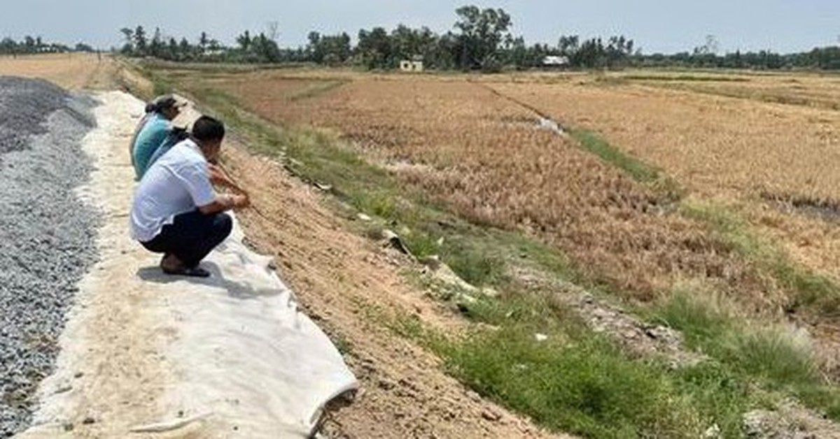 Lúa chết cạnh cao tốc Cần Thơ - Cà Mau, Phó thủ tướng yêu cầu bồi thường cho dân