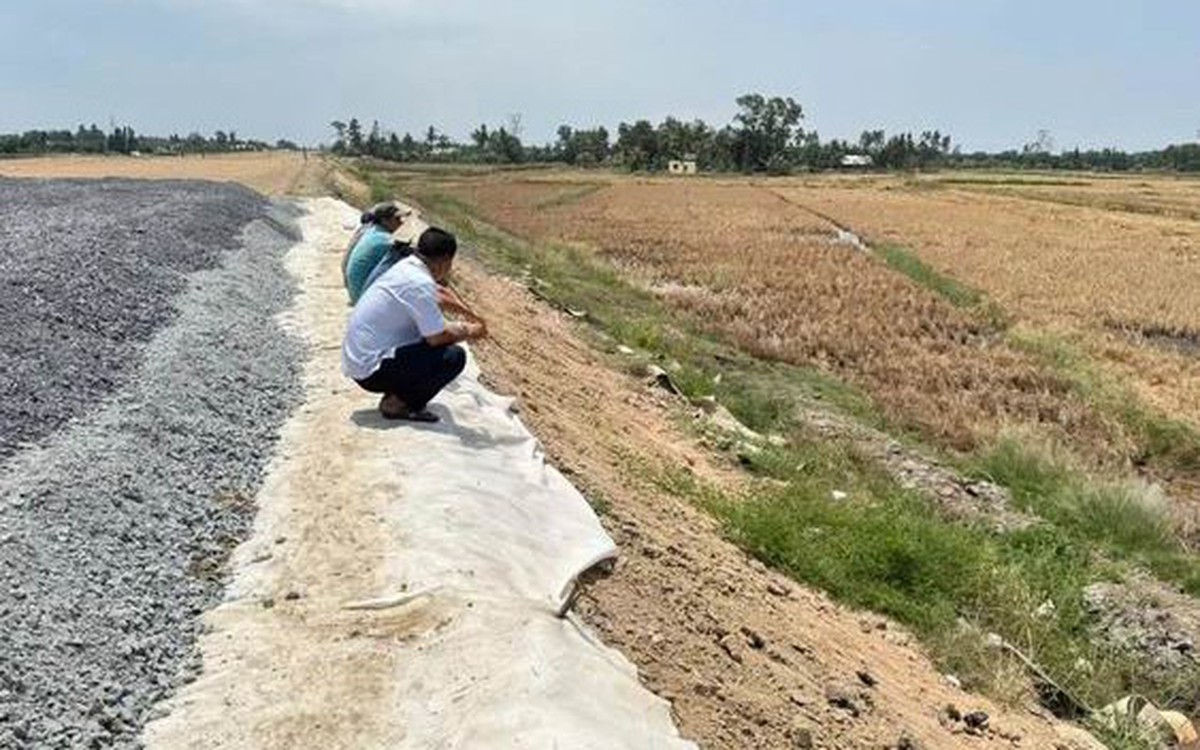 Lúa chết cạnh cao tốc Cần Thơ - Cà Mau, Phó thủ tướng yêu cầu bồi thường cho dân