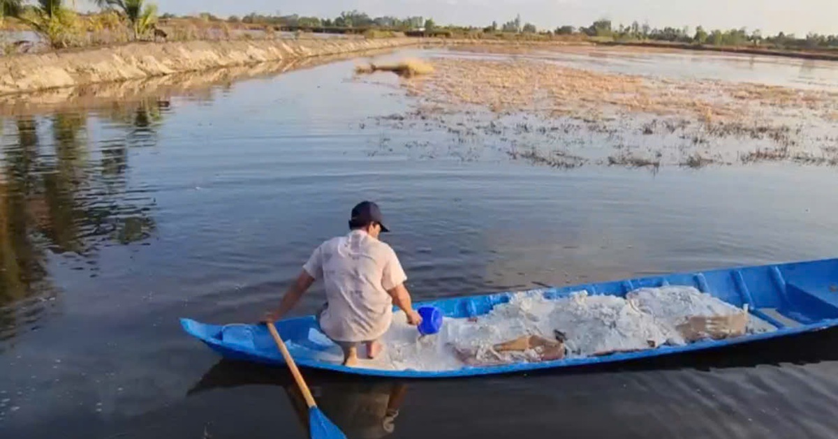 Tôm nuôi Cà Mau và Kiên Giang thiệt hại nặng do nắng nóng, dịch bệnh