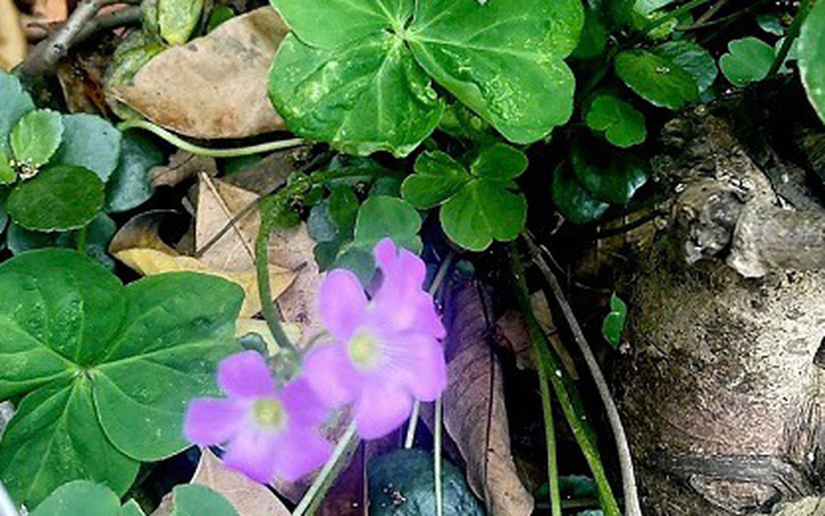 Bị ngộ độc chưa từng thấy trong y văn thế giới sau khi uống nước cây me đất để thanh nhiệt, giải độc