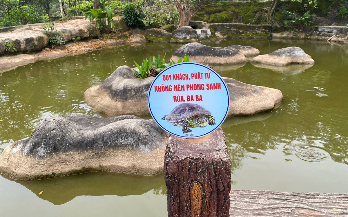Chùa Linh Ứng treo biển: 'Không nên phóng sanh rùa'