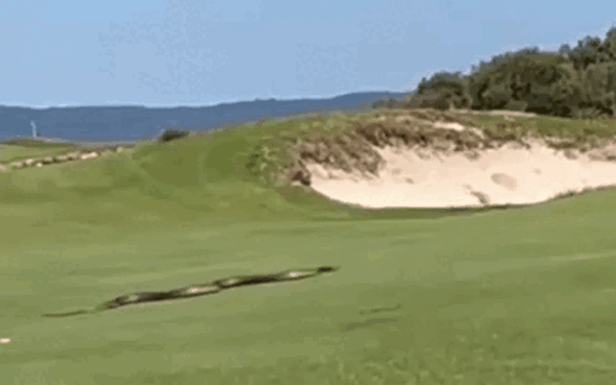 Con rắn dài gần 3m xuất hiện tại sân golf ở Úc gây kinh hoàng