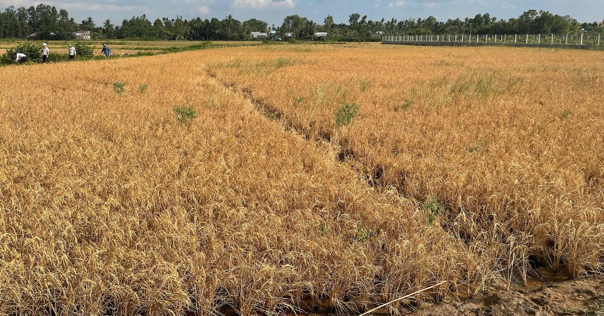 Vụ lúa chết gần cao tốc Cần Thơ - Cà Mau: Yêu cầu nhà thầu điều chỉnh cách bơm cát