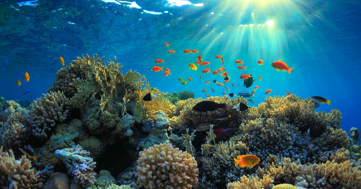 Biến cố tồi tệ nhất lịch sử: Còn chưa tới 20% rạn san hô trên thế giới có màu sắc