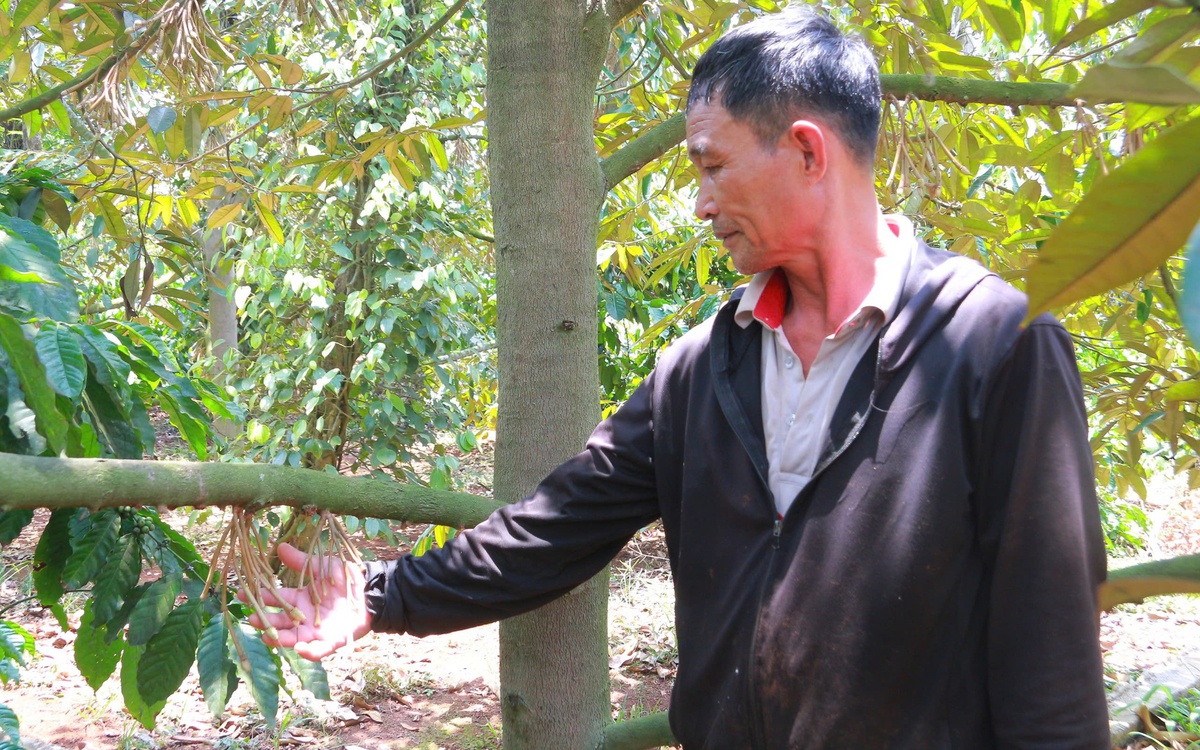 Thời tiết cực đoan, người trồng sầu riêng Đắk Lắk 'mất ăn mất ngủ'