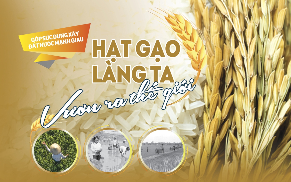 Hạt gạo làng ta vươn ra thế giới
