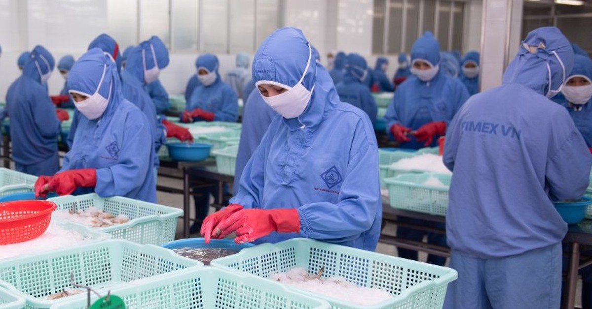 Xuất khẩu tôm tăng cao, doanh nghiệp tất bật đơn hàng