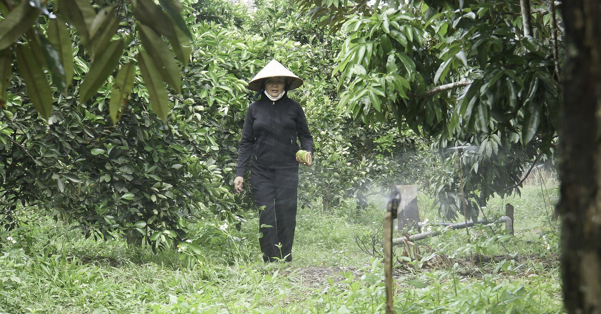 Nông dân phòng hạn từ sớm, giảm thiểu thiệt hại