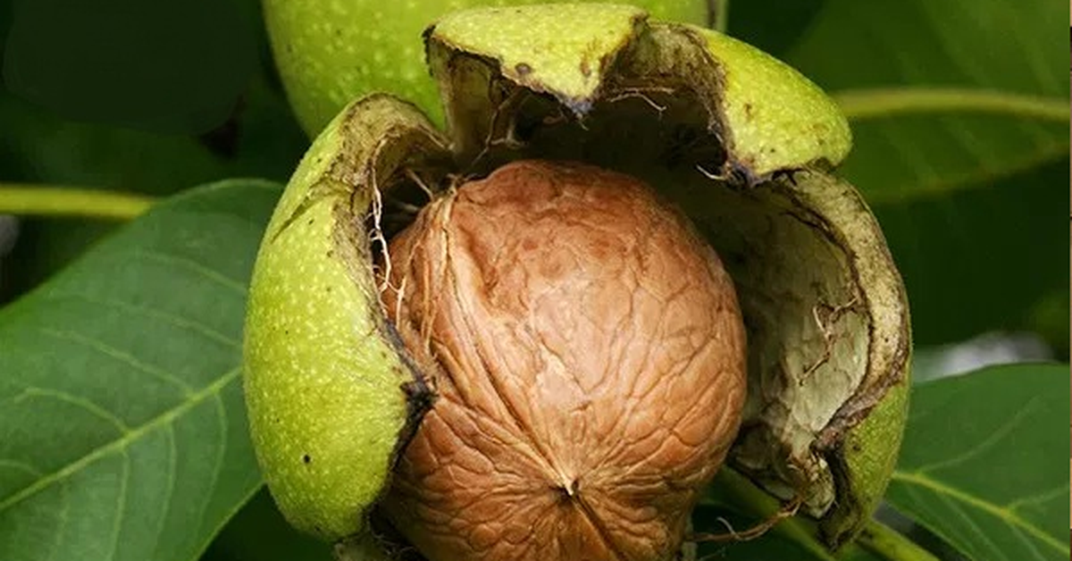 Vì sao quả óc chó được mệnh danh 'vua của các loại hạt'?
