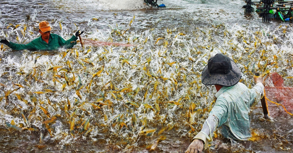 Cà Mau và Bạc Liêu mà về 'chung một nhà' sẽ là thủ phủ tôm, cua dẫn đầu cả nước