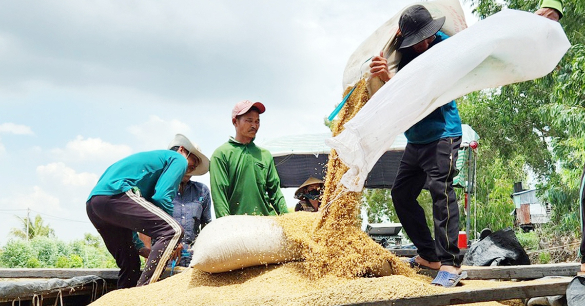 Xuất khẩu gạo tăng, dịch chuyển tích cực sang gạo thơm, gạo đặc sản