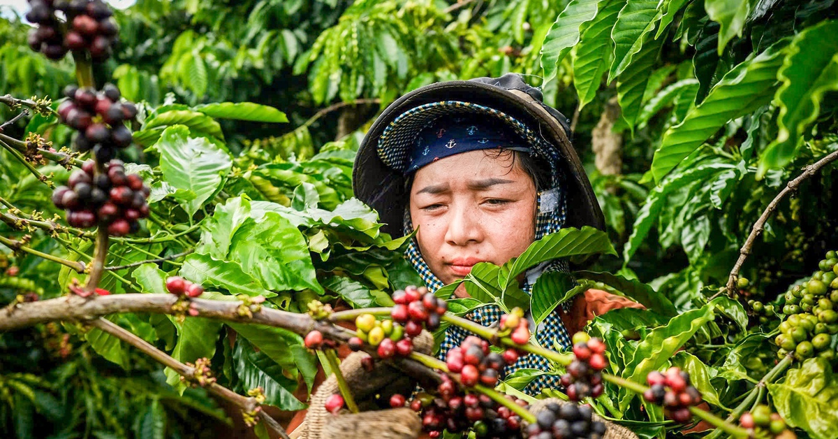Thị trường cà phê trong nước phản ứng mạnh trước rào cản thuế quan mới của Mỹ