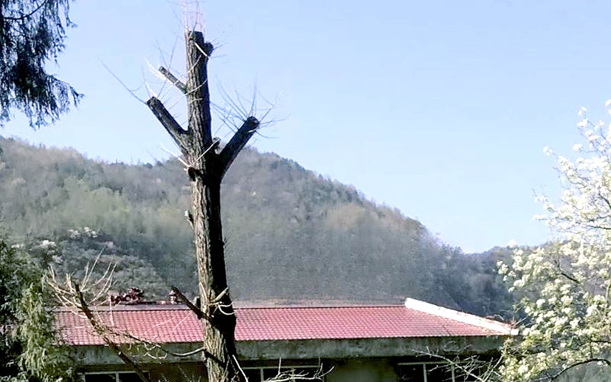 Chặt trụi cổ thụ 250 năm vì cho là che mất ánh sáng tự nhiên