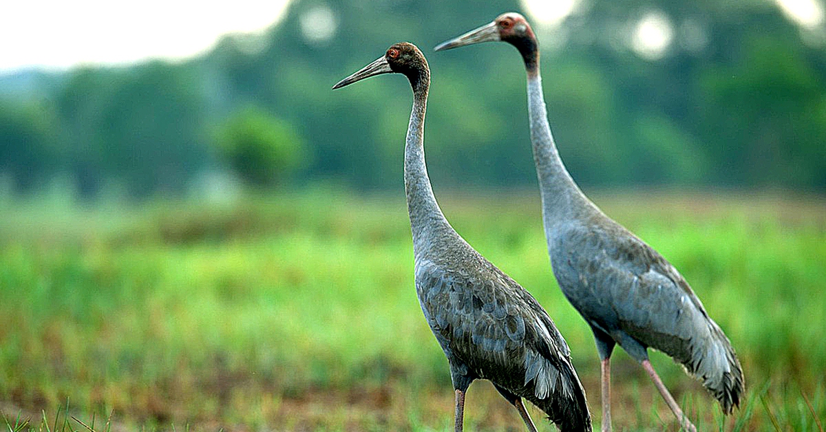 6 con sếu đầu đỏ sắp về Thảo cầm viên Sài Gòn