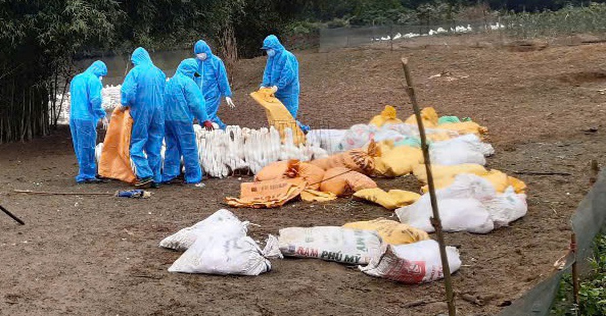 Cúm gia cầm A/H5N1 có khả năng gây tử vong trên người xuất hiện ở Quảng Trị sau 3 năm vắng bóng