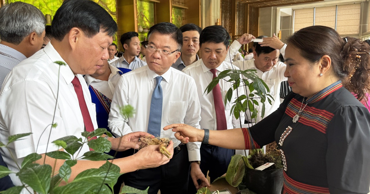 Đưa Quảng Nam thành trung tâm công nghiệp dược liệu cả nước, lấy sâm Ngọc Linh là cây chủ lực