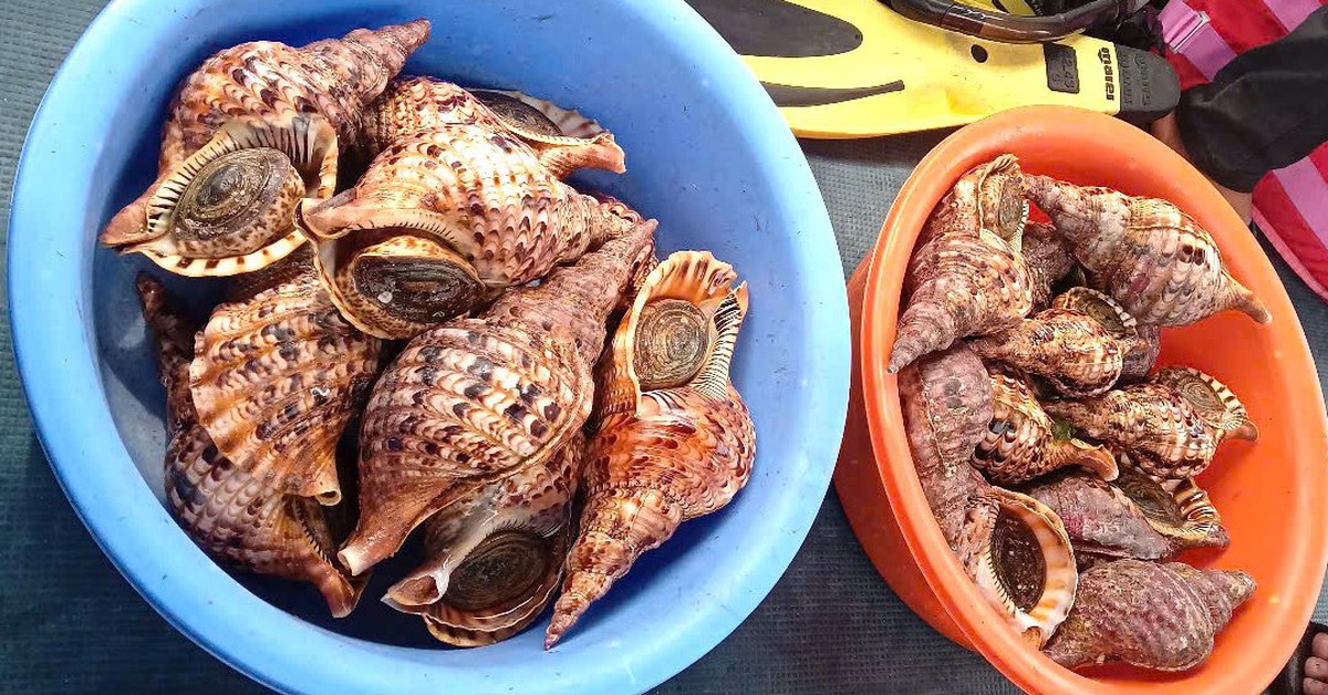 Tổng kiểm tra bè nổi trên vịnh Nha Trang: Vận động thả 21 con ốc tù và quý hiếm về biển