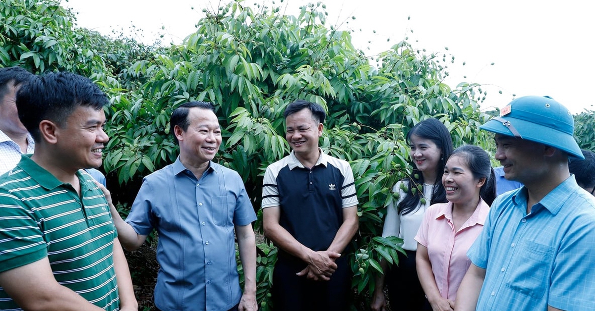 Vải thiều Bắc Giang được mùa, bộ trưởng đề nghị tổ chức tiêu thụ linh hoạt