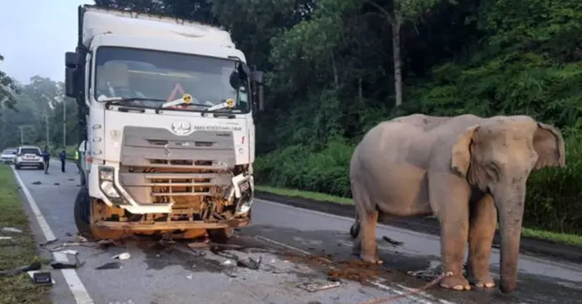 Rớt nước mắt voi con bị xe tải tông chết, voi mẹ hoảng loạn tìm cách cứu không chịu rời đi