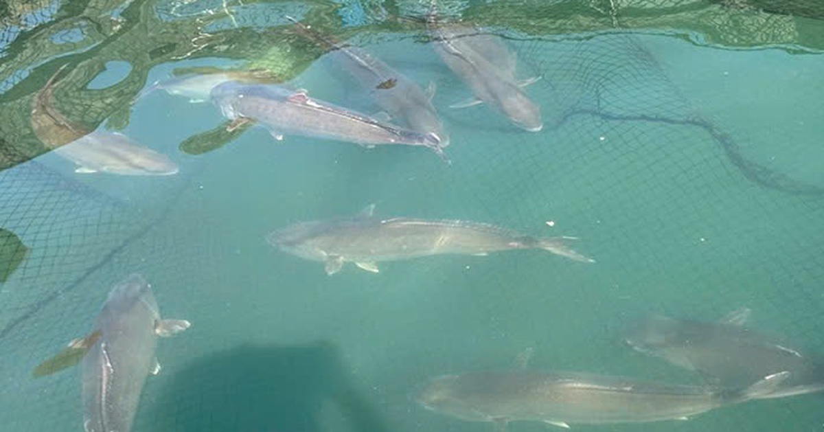 Bí quyết giúp Việt Nam sản xuất thành công giống cá cam lần đầu tiên trên thế giới