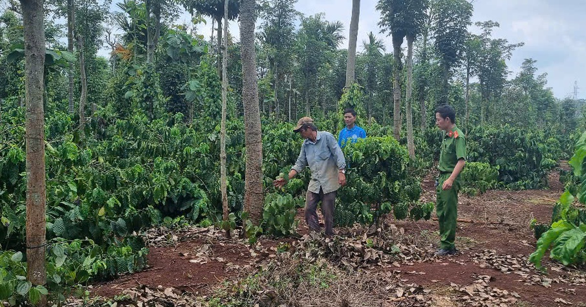 Tiêu giống khan hiếm, giá cao, xuất hiện tình trạng cắt trộm dây tiêu