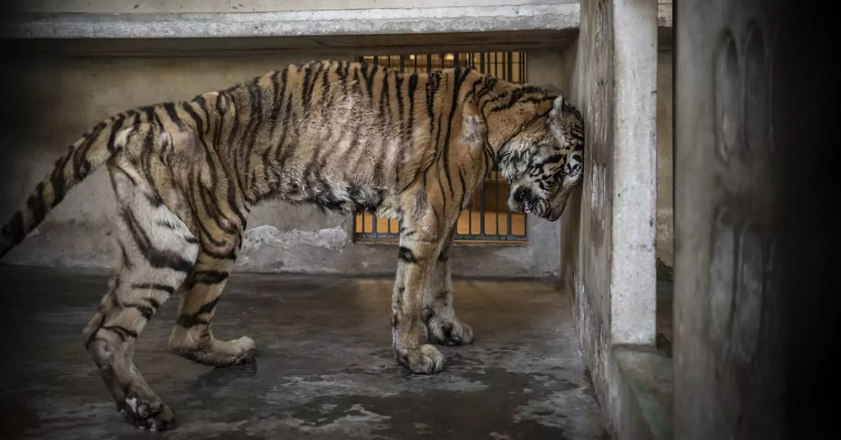 Những khung hình ám ảnh tại Giải thưởng Nhiếp ảnh Môi trường 2025