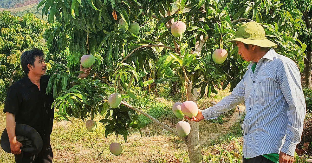 Xoài Úc ở Cam Lâm rớt giá chưa từng thấy, nông dân 'treo vườn' không muốn thu hoạch