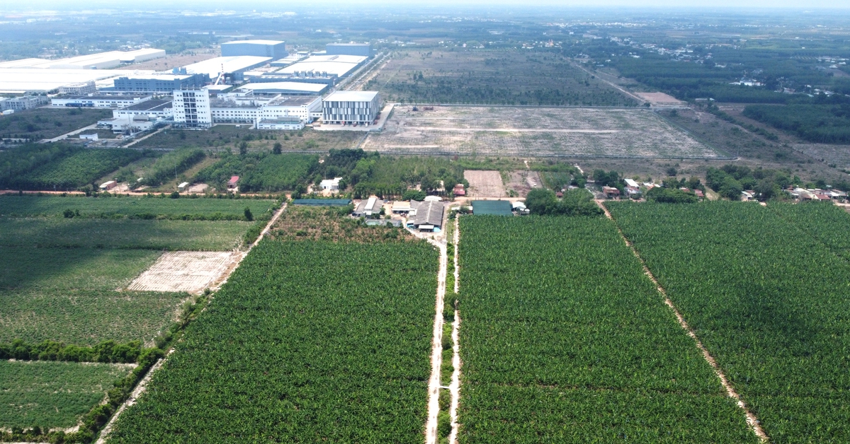 Nhận quyết định cưỡng chế, 'vua chuối' Út Huy xin tiếp tục thu hoạch chuối đến khi dự án cần đất