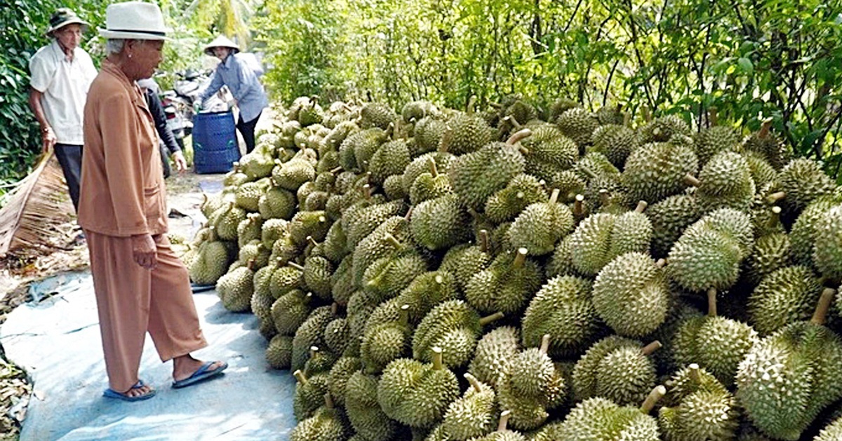 Xuất khẩu sầu riêng sụt giảm vì chất vàng O, Cadimi