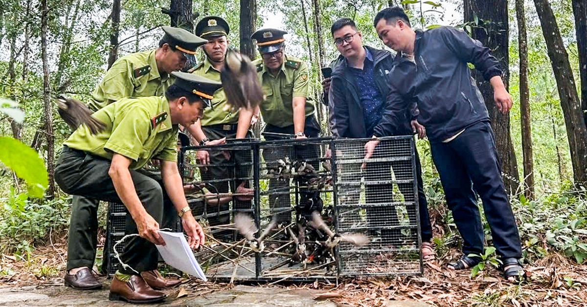 Mang chim đến quán cà phê không có giấy tờ sẽ bị phạt